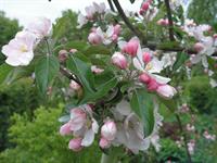 /images/pinsen09 006.jpg